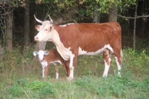 New calf and heifer.
