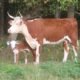 New calf and heifer.