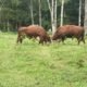 Together again, Bulls getting reacquainted in the bullpen, Boys will be boys