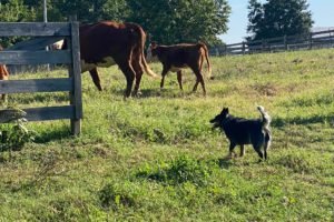 Twin Pines Ranch employee of the month,”Bear the Wonder Dog”. We moved all of the cattle to their first section of Fall pasture this morning from the back side of Twin Pines in 45 minutes. I think that’s a record.